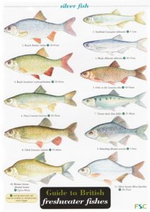 Freshwater Fish (Laminated ID Chart) – Steven Cheshire's British