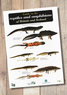 Reptiles and Amphibians of Britain and Ireland (Laminated ID Chart